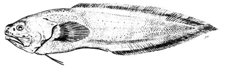 Grammonus ater_01.jpg